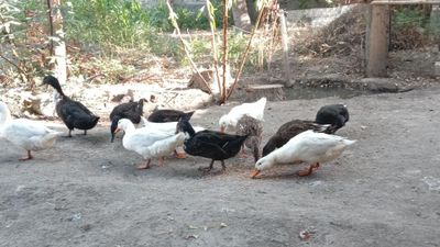 Ordaklar sotiladi soni 12 ta 2taerkak qogani makyon narxi 700 ming