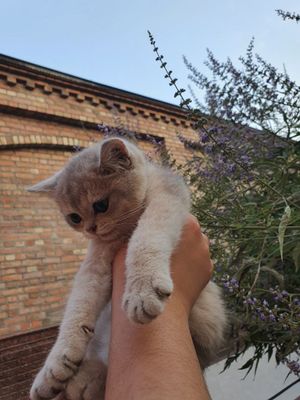 Котёнок мальчик парода шиншилла окрас голубое золото