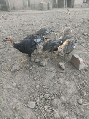 kurka joʻjalari bor 2 ooylig xamasi sogʻlom joʻjal
