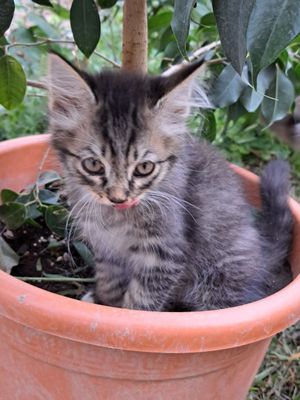 Милые котята даром