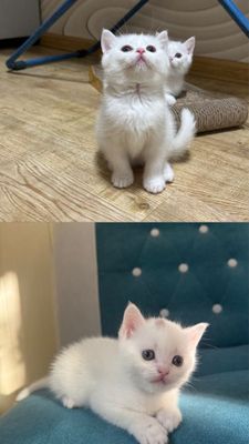 СРОЧНО Продаются котята скоттишь страйт,