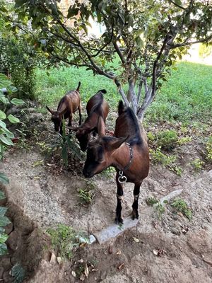 Alpin echki Алпин эчки арзон arzon