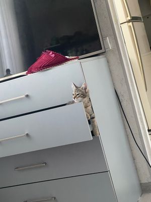 Отдам котенка в хорошие руки