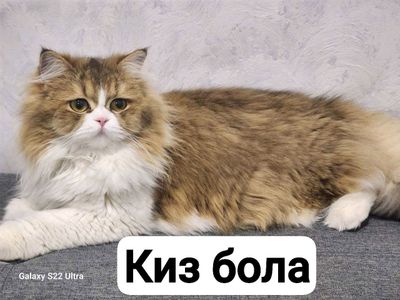МУШУК