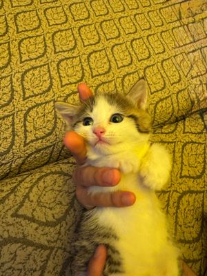 Шотландский скоттиш страйт 3 мальчик 1 девочка