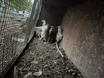 brama joja va hashaki tovuq brama horoz sitilinadi