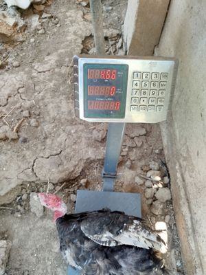 КУркалар сотилади