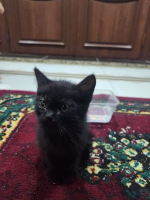 Mushuk sotiladi judayam aqilli