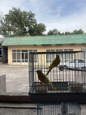 Лазурный Певчиий