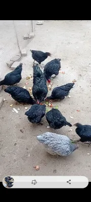 Qora tovuq jers sotiladi