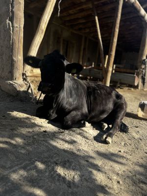 Mol Sotiladi 9 oylig g’unojin parodaAngus yaxshi boqilgan va sog’lom