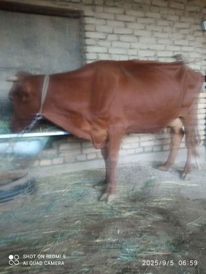 Сигир сотилади келишилгар холда.