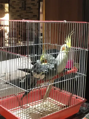 Karela sotiladi sog’lom qush