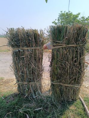 Loboz uchun zabor uchun eng kerak boladgan qamish va rulonk boʻladiga