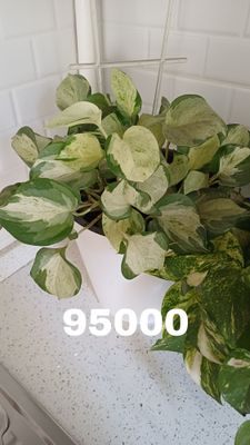 Сциндапсусы в горшках