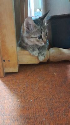 Киз бола мушукча
