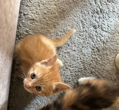 мушук боллари( котенок) сотилади