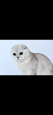 хамилйон кузли шатлански мушук жуда ақилли