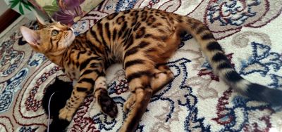 Bengal mushuk toza qon