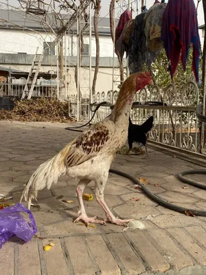 Дакар хуруз сотилади