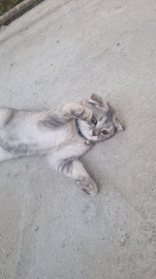 Serebrisni shinshilla