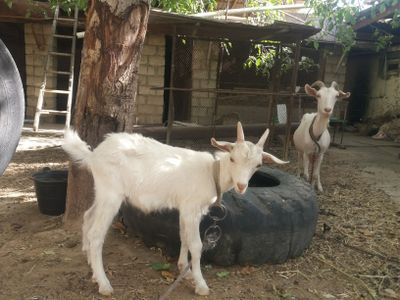 Ona bola Alpin nomli echkilar sutdor