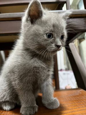 Продаётся котёнок, Scottish straight