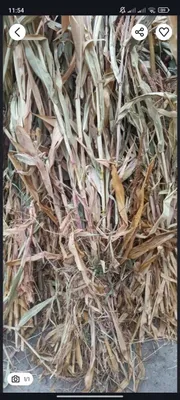 Makka poya sotladi 7000sum bogʻi katta katta