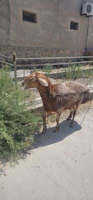 Арашан кучкор сотилади