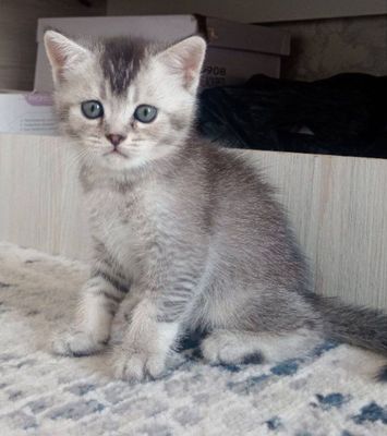 Шиншила хейланд котят