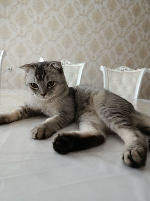 Скотиш фолд здоровый