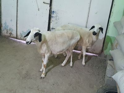 Ona bola qoraquloq quy sotiladi Shofirkonda