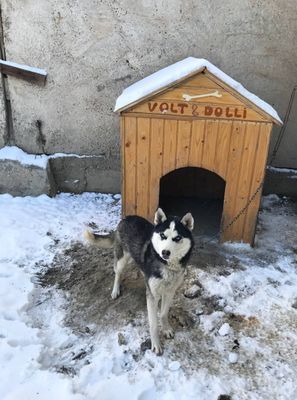 Срочно прадаеться хаски