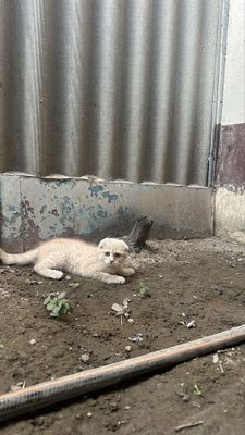Скотш Фолд и Страйт Арзон