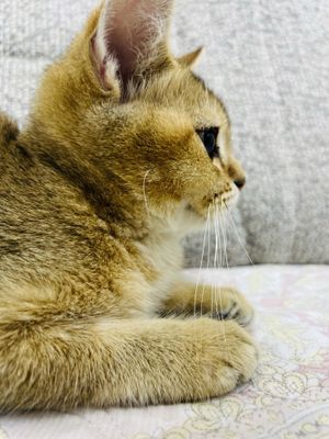Zolotaya shinshila srochno pul kere
