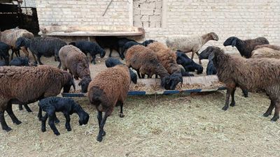 uyda boqilgan quylar sotiladi uzimnik sirochna sotamiza pul kerak