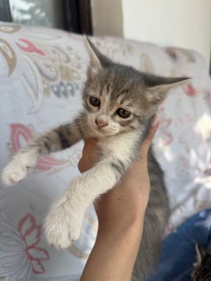 Отдам  маленькую кошку
