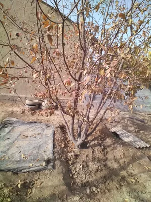 daraxt kochat sotiladi