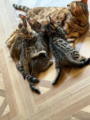 Бенгальский котята чистокровный 2 мальчик 2 девочка, родилась