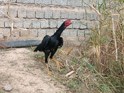 Dakan joʻja xoʻrozlar sotiladi udarlari