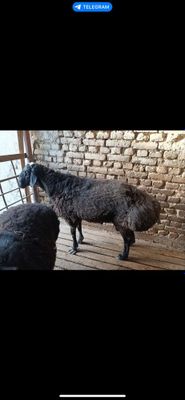 Quchqorlar sotiladi toza boqilgan