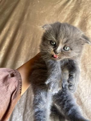 Шотландский Веслоухие котята