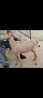 Алпин эчки 2,5 ойлик