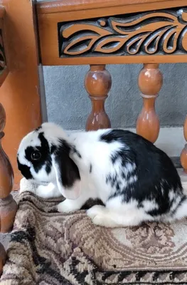 Karlik baran samest 4 oyli soglom