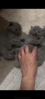 Продаются котята