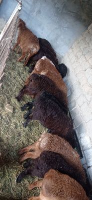 Qo'zilar sotiladi sog'lom