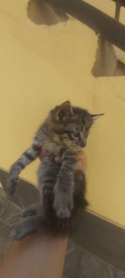 котята, отдам бесплатно