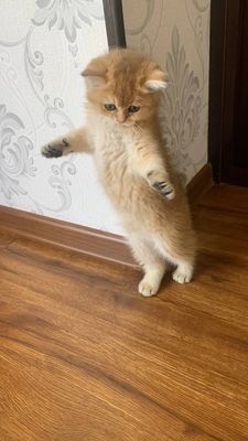 Продаётся Британский золотистый шиншилла девочка