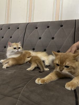 Золотая шиншила котята