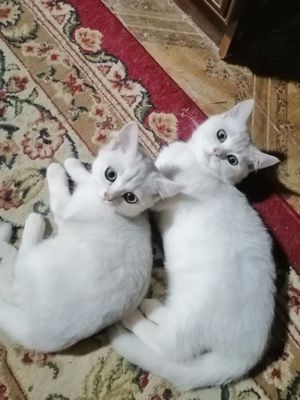 Mushuk shinshilla